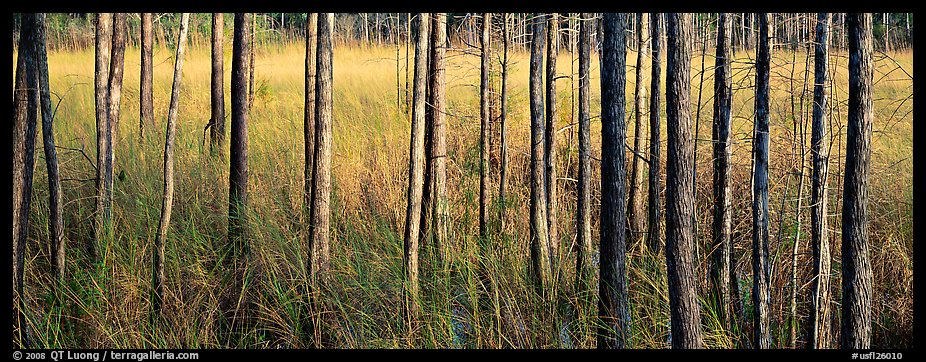 Landscape with trees and grasses. Corkscrew Swamp, Florida, USA