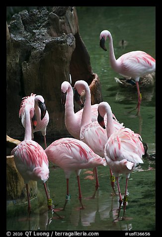 Pink flamingos, Animal Kingdom Theme Park, Walt Disney World. Orlando, Florida, USA (color)
