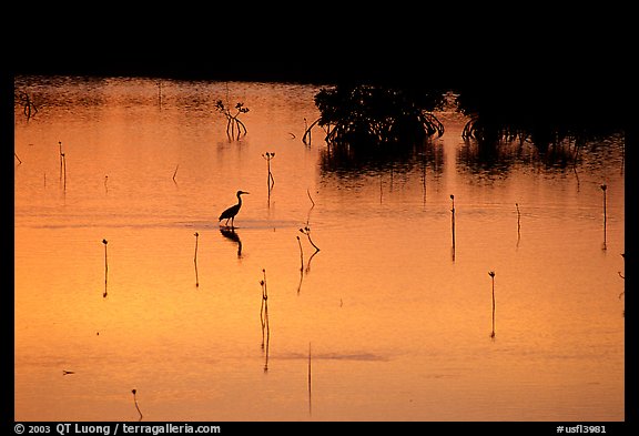 Bird at sunset among mangroves, Cudjoe Key. The Keys, Florida, USA