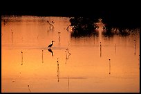 Bird at sunset among mangroves, Cudjoe Key. The Keys, Florida, USA ( color)
