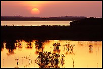 Sunset on mangroves. The Keys, Florida, USA ( color)