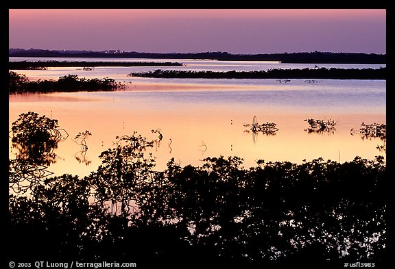 Mangroves after sunset. The Keys, Florida, USA