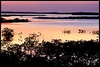 Mangroves after sunset. The Keys, Florida, USA ( color)
