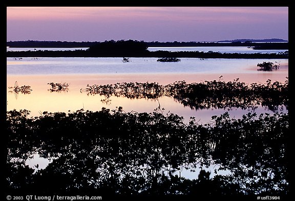 Mangroves at dusk, Cudjoe Key. The Keys, Florida, USA (color)