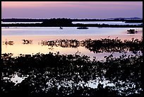 Mangroves at dusk, Cudjoe Key. The Keys, Florida, USA ( color)