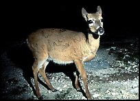 Endangered Key Deer at night, Big Pine Key. The Keys, Florida, USA ( color)