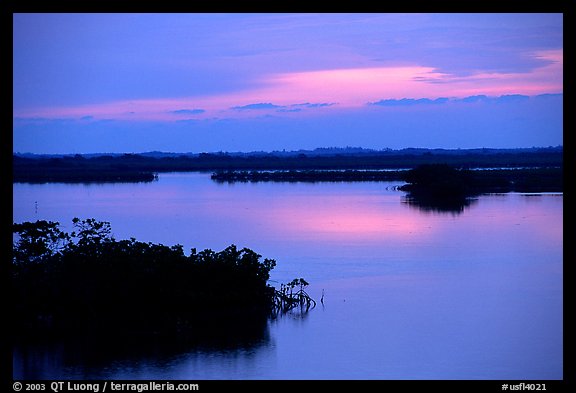 Mangroves shore on cloudy dawn. The Keys, Florida, USA