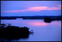 Mangroves shore on cloudy dawn. The Keys, Florida, USA (color)