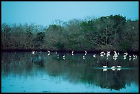 Pond with wading birds, Ding Darling NWR, Sanibel Island. Florida, USA