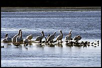 Pelicans and smaller birds, Ding Darling National Wildlife Refuge, Sanibel Island. Florida, USA (color)