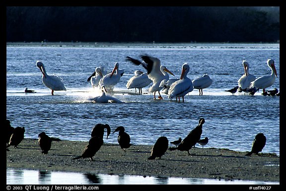 Pelicans splashing, smaller birds standing,  Ding Darling NWR, Sanibel Island. Florida, USA