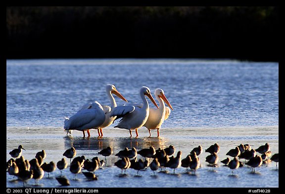 Pelicans dwarf other wading birds, Ding Darling NWR. Florida, USA (color)