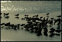 Flock of migrating birds, Ding Darling National Wildlife Refuge, Sanibel Island. Florida, USA (color)