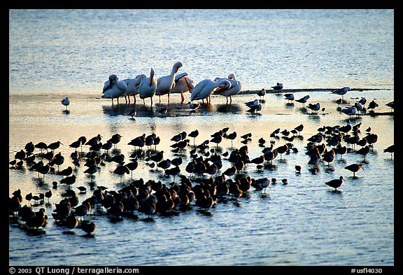 Large gathering of birds, Ding Darling National Wildlife Refuge, Sanibel Island. Florida, USA