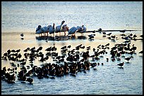 Large gathering of birds, Ding Darling National Wildlife Refuge, Sanibel Island. Florida, USA ( color)