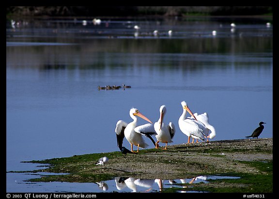 Wading birds in large pond, Ding Darling National Wildlife Refuge, Sanibel Island. Florida, USA