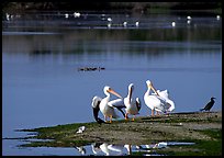 Wading birds in large pond, Ding Darling National Wildlife Refuge, Sanibel Island. Florida, USA (color)