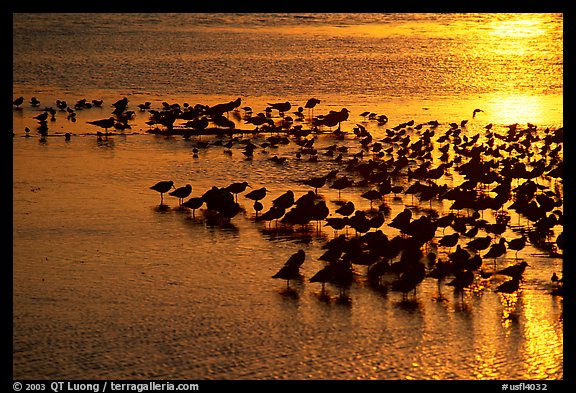 Large flock of birds at sunset, Ding Darling NWR. Florida, USA (color)