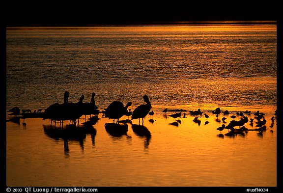 Pelicans and other birds at sunset, Ding Darling NWR, Sanibel Island. Florida, USA
