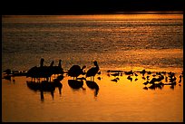 Pelicans and other birds at sunset, Ding Darling NWR, Sanibel Island. Florida, USA