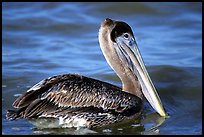 Pelican floating on water, Sanibel Island. Florida, USA (color)