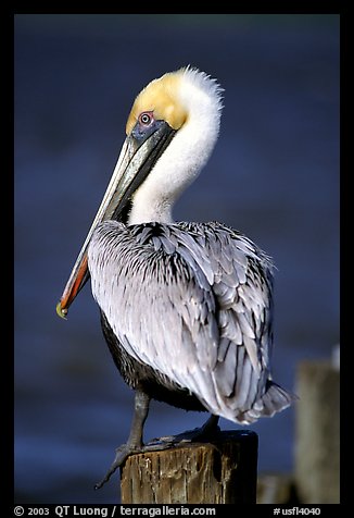 Pelican perched on pilar, Sanibel Island. Florida, USA (color)