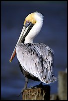 Pelican perched on pilar, Sanibel Island. Florida, USA ( color)