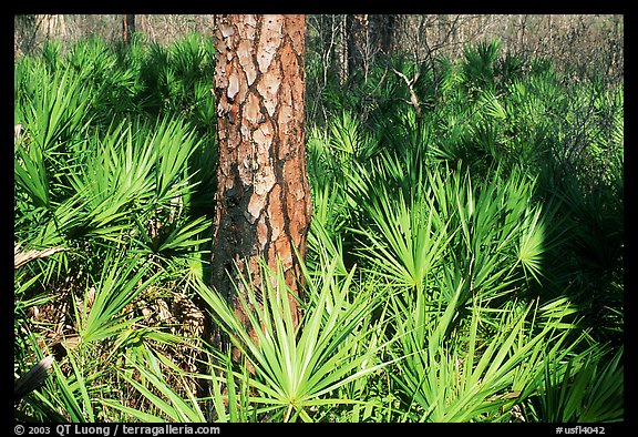 Pine trunk and palmeto. Corkscrew Swamp, Florida, USA