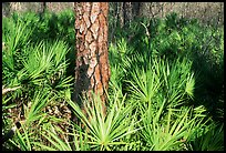 Pine trunk and palmeto. Corkscrew Swamp, Florida, USA (color)