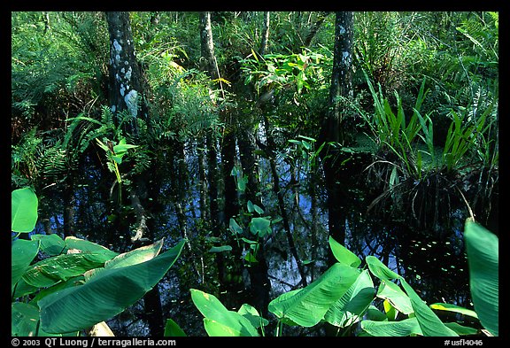 Water plants. Corkscrew Swamp, Florida, USA