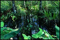 Water plants. Corkscrew Swamp, Florida, USA (color)