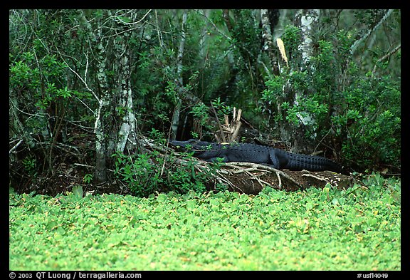 Aligator on the banks of pond. Corkscrew Swamp, Florida, USA