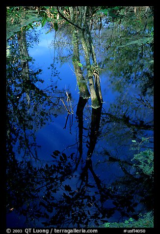 Cypress reflected in dark swamp. Corkscrew Swamp, Florida, USA (color)