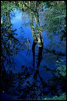 Cypress reflected in dark swamp. Corkscrew Swamp, Florida, USA