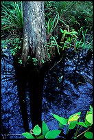 Large cypress reflected in swamp. Florida, USA
