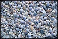 Shells washed on shore, Sanibel Island. Florida, USA ( color)