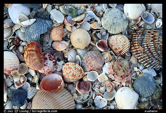 Shells close-up, Sanibel Island. Florida, USA