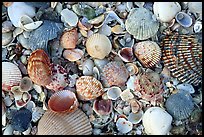 Shells close-up, Sanibel Island. Florida, USA ( color)