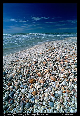 Beach covered with sea shells, mid-day, Sanibel Island. Florida, USA