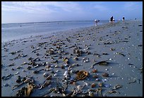 Shells washed-up on shore and beachcombers, Sanibel Island. Florida, USA ( color)