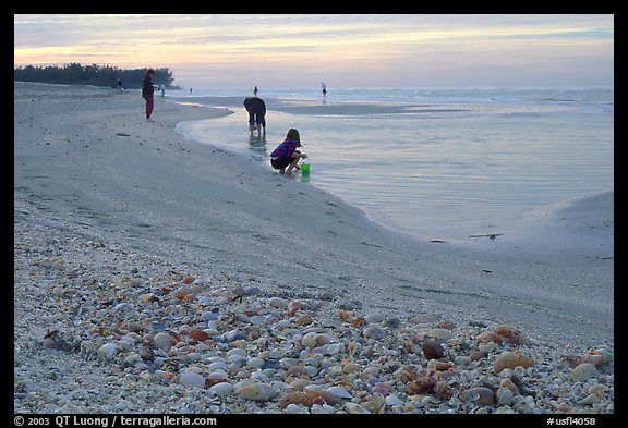 Shells washed-up on shore and beachcomber, Sanibel Islands. Florida, USA