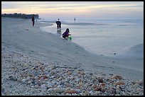 Shells washed-up on shore and beachcomber, Sanibel Islands. Florida, USA ( color)