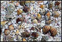Sea shells close-up, Sanibel Island. Florida, USA (color)