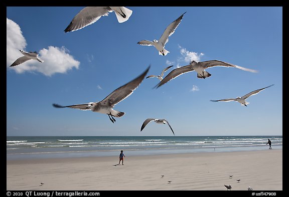 Seagulls and Atlantic beach, Jetty Park. Cape Canaveral, Florida, USA (color)