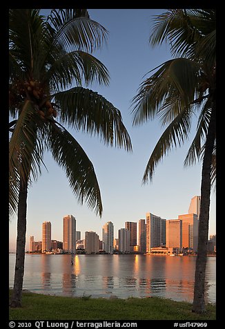 Palm trees and Miami skyline at sunrise. Florida, USA
