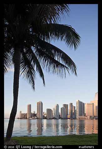 Palm tree and downtown skyline, Miami. Florida, USA