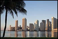 Miami downtown skyline and palm tree. Florida, USA