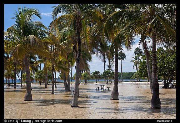 Flooded grove of palms and picnic table  Matheson Hammock Park. Coral Gables, Florida, USA