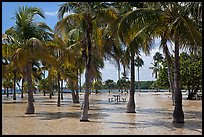 Flooded grove of palms and picnic table  Matheson Hammock Park. Coral Gables, Florida, USA ( color)