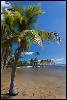 Palm trees and pond,  Matheson Hammock Park, Coral Gables. Florida, USA (color)
